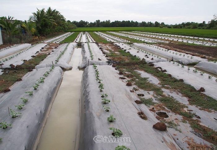 Cánh đồng dưa hấu bên cạnh đồng lúa đông xuân tại ấp Thạnh Điền, xã Lý Văn Lâm, sẽ cùng thu hoạch vào dịp Tết Nguyên đán Ất Tỵ 2025.