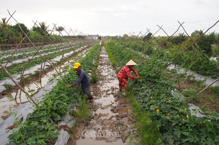 Nông dân Lý Văn Lâm cần mẫn chăm sóc vụ màu đón thị trường tết.