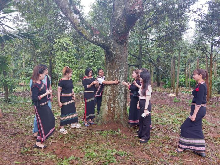 Người dân địa phương và du khách thích thú ngắm cây sầu riêng trăm tuổi ở xã Ea Yông, huyện Krông Pắc. Ảnh: Phúc An