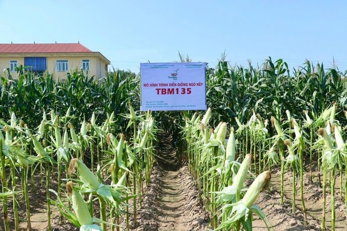 Giống ngô nếp TBM 135 của ThaiBinh Seed. Ảnh: P.V