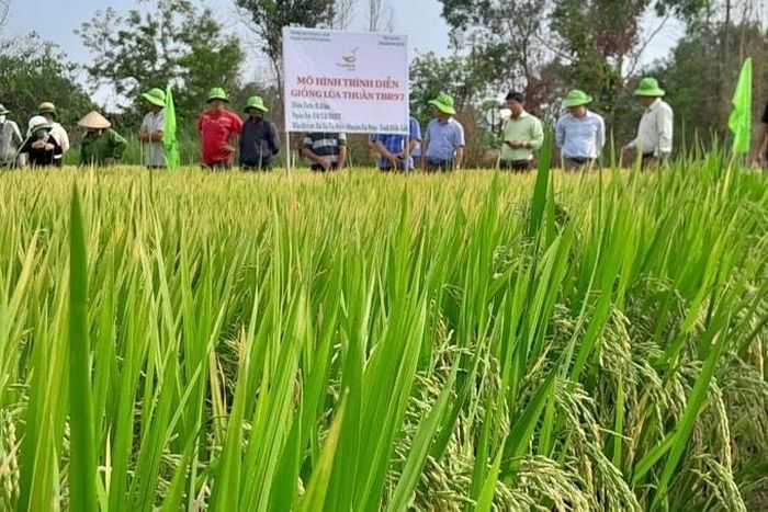 Giống lúa TBR97 phát triển tốt, đạt năng suất cao. Ảnh: P.V