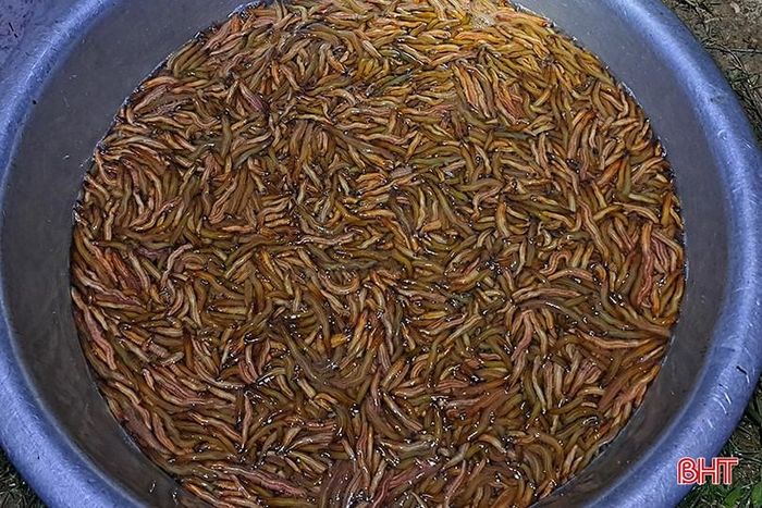 Sau khi vớt lên, người dân cho rươi vào chiếc chậu đổ thêm nước để rươi nhả bớt chất nhầy.