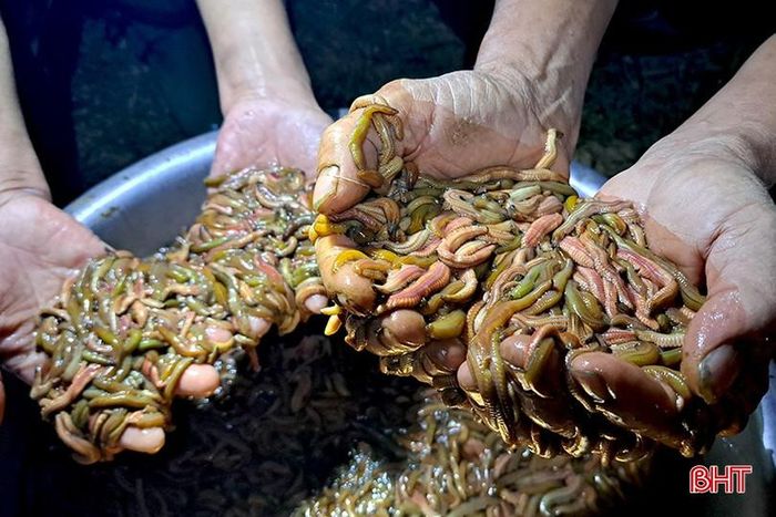 Theo người dân ở đây, từ tháng 8-11 âm lịch được coi là mùa thu hoạch rươi tại các vùng nước lợ ven sông Lam. Con rươi phát triển hoàn toàn tự nhiên, mỗi tháng nổi lên 2 lần, mỗi lần vài ngày đầu tháng và cuối tháng.