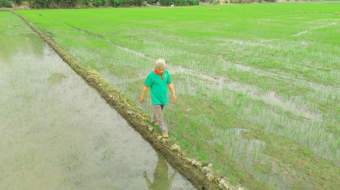  Phát triển vùng lúa sinh thái - hữu cơ là nơi có tiềm năng xây dựng thương hiệu “Gạo Sếu Tam Nông” 