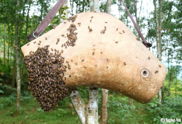 Quá trình ong thăm ống kéo dài từ vài chục phút đến vài tiếng đồng hồ. Sau khi lựa chọn được ống mồi ưng ý, đàn ong sẽ kéo về. Từ trên trời, ong “đổ bộ” vào đúng ống mồi đã chọn, trong sự háo hức của nhiều người. Giữa hàng chục hàng trăm ống mồi, mỗi lần ong thăm, chỉ có 1 ống mồi duy nhất được ong, còn lại đều "thất bại". Cái vui, hấp dẫn của thú săn ong mật là vậy. Ảnh: Huy Thư
