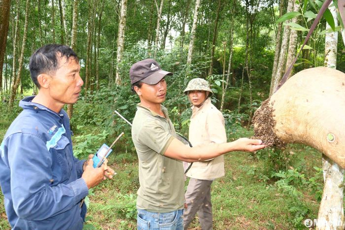Anh Nguyễn Nhật Lập - Một thanh niên mê săn ong ở xã Thanh Thủy (Thanh Chương) cho biết: Đi săn ong ngoài ống mồi, việc được ong còn hên xui. Mỗi mùa ong, có người được hàng chục đàn, nhưng có người không được đàn nào. Ảnh: Huy Thư