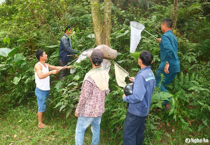 Thời điểm này, những vị trí săn ong ở các xã biên giới giáp Lào tại huyện Thanh Chương như Đá Dựng, Khe Mừ, Cây Đa, bãi Cây Sung đều nhộn nhịp người đi săn ong đến từ các huyện Thanh Chương, Nam Đàn, Đô Lương (Nghệ An), Hương Sơn (Hà Tĩnh)... Ảnh: Huy Thư