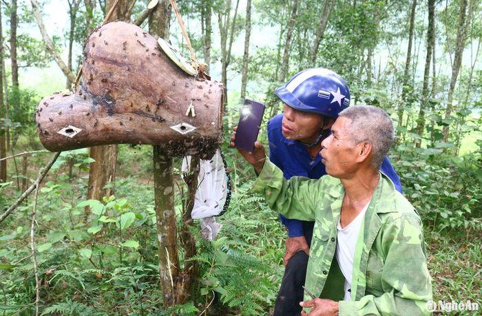 Nhiều người nuôi ong mật chọn cách tăng đàn bằng việc mua ong giống của những người đi săn ong. Thậm chí một số người đi săn không được ong cũng mua ong "tại trận". Sau khi ngã giá, khoảng 300 – 500 nghìn đồng/đàn, tùy vào đàn ong có quân nhiều hay ít, họ căn thời điểm ong đổ bộ được 1 – 2 phút thì cất ống ong đã chọn, thế vào ống mồi của người mua. Người có ống mồi tốt có ngày bán được vài đàn ong, kiếm được tiền triệu. Ảnh: Huy Thư