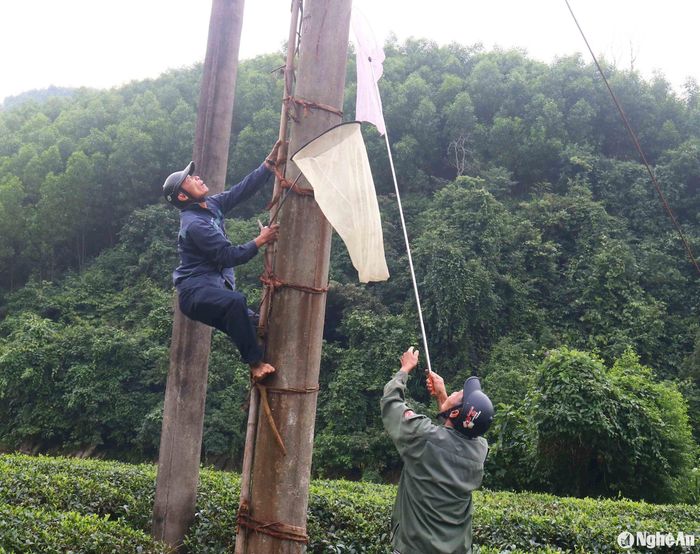 Trong quá trình săn ong giống, việc bắt được con ong thăm bỏ vào ống mồi để thăm ống là rất quan trọng. Một số người dựng cả thanh tre áp vào cột điện để bắt ong thăm ở trên cao. Tuy nhiên, những năm qua, việc người dân bắt ong thăm trên mái nhà, trên cột điện đã xảy ra một số vụ tai nạn. Ảnh: Huy Thư