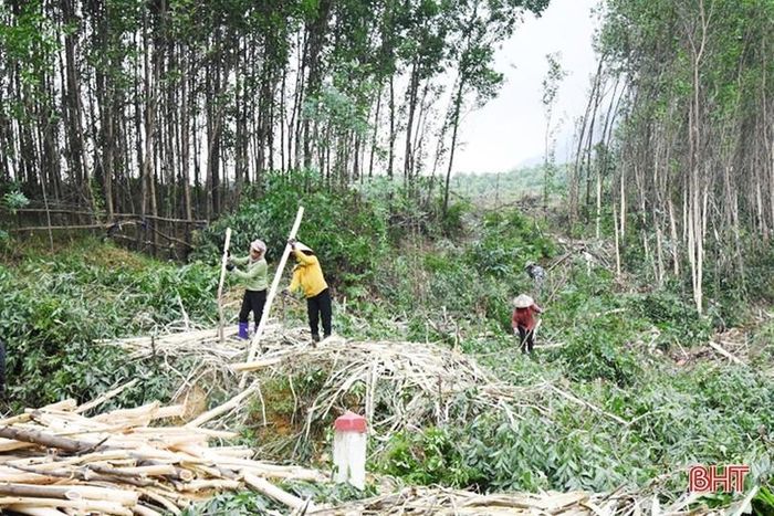  Người dân xã Kỳ Sơn (huyện Kỳ Anh) thu hoạch rừng nguyên liệu. 