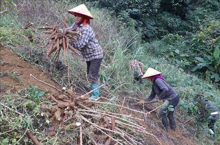 Giá sắn giảm xuống còn 1.400 đồng/kg, nông dân Lai Châu thất thu.