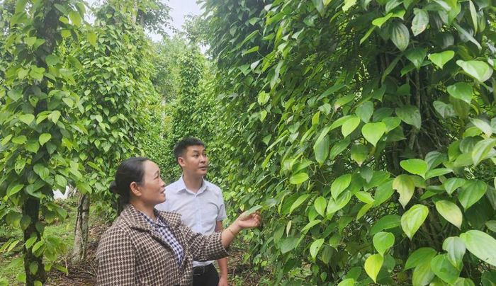 Tiên Phước đang là điểm sáng về phát triển kinh tế vườn ở Quảng Nam.