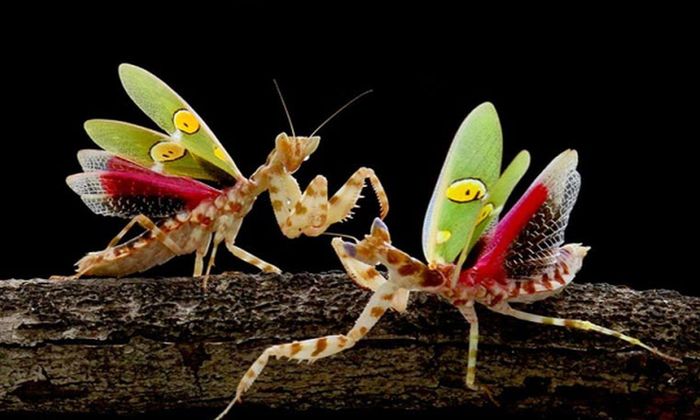 Chúng là một trong những loài bọ ngựa sát thủ, với khả năng phản xạ nhanh như chớp.