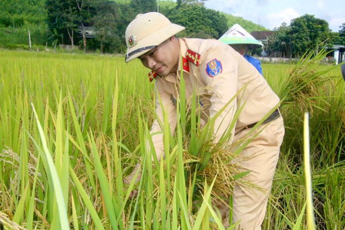 Đoàn viên Đoàn Thanh niên Công an huyện Quỳ Hợp tham gia trải nghiệm "3 cùng" với người dân thông qua hoạt động giúp người dân gặt lúa. Ảnh: Đoàn TN Công an huyện Quỳ Hợp