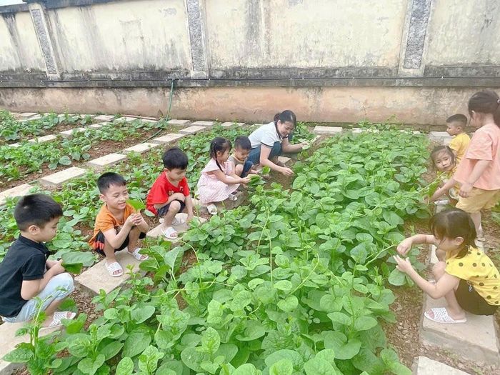 Từ mảnh đất cằn cỗi, Trường Mầm non Vật Lại đã cải tạo thành khuôn viên trồng rau xanh phục vụ tham quan trải nghiệm cho học sinh và phục vụ bữa ăn hằng ngày cho giáo viên, học sinh. Ảnh: Hoàng Dương