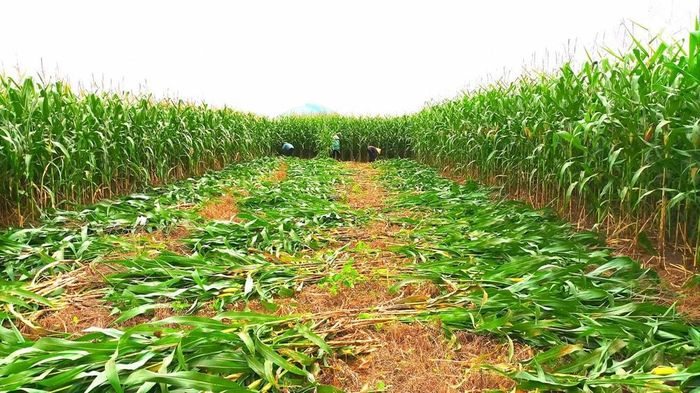 Thuê đất trồng ngô sinh khối phục vụ các trang trại bò sữa ở Nam Đàn. Ảnh tư liệu KT