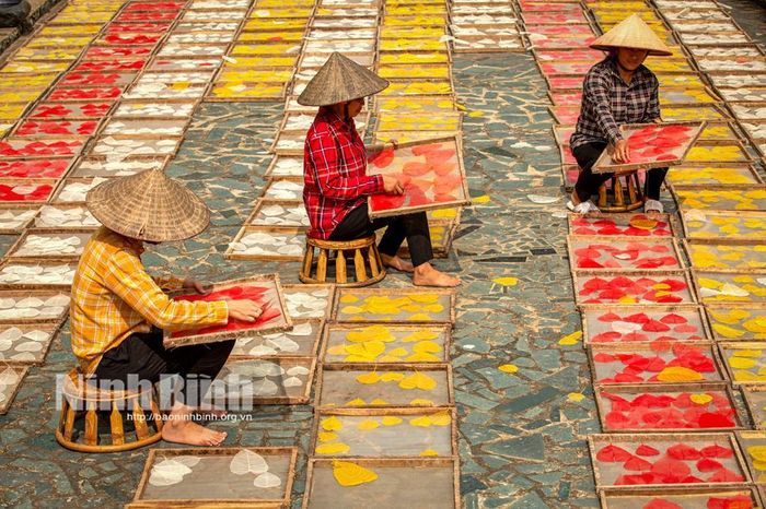 Phơi lá bồ đề tại HTX Sinh Dược.
