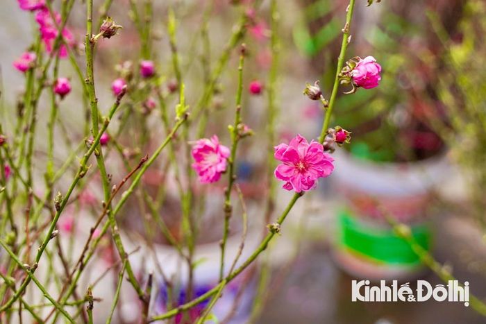 Những cành Nhật Tân nở sớm mang mùa Xuân đến sớm với người dân Thủ đô.