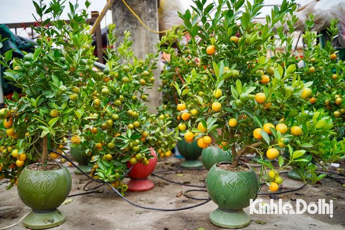 Ngoài hoa đào, chợ hoa Quảng An cũng đã bày bán quất cảnh phục vụ người dân chơi Tết.