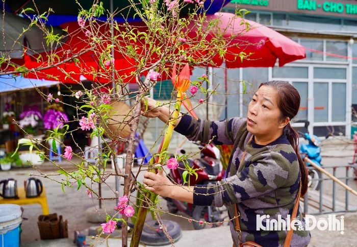Theo một số tiểu thương bán đào tại đây cho biết: "hầu hết đào được bán là những cây đào nở sớm, phục vụ khách hàng có nhu cầu trưng bày trong dịp Noel và Tết Dương lịch đang cận kề. Còn những cây, cành đàoTết Âm lịch thì bây giờ mới tuốt lá phải tầm 30 ngày nữa mới có hoa".