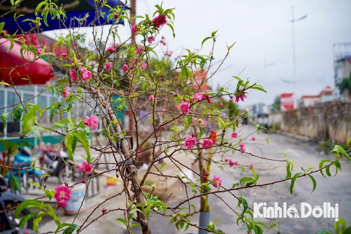  Những gốc đào nở sớm càng khiến người dân thấy cảm thấy không khí Tết đang đến rất gần.