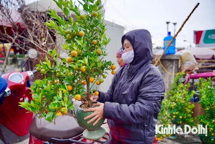 Mỗi bình quất cảnh có giá dao động từ khoảng 350.000 - 600.000 đồng/bình tùy từng kích cỡ và quả trên mỗi bình.