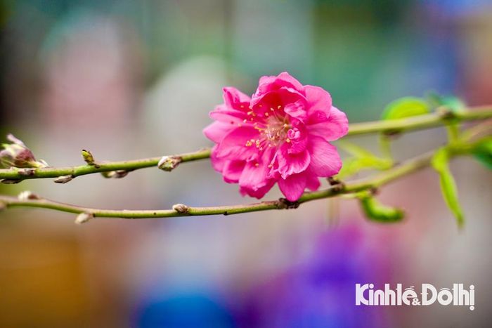 Sắc hồng của hoa đào xen lẫn không khí se lạnh là điểm đặc trưng của Hà Nội mỗi độ Xuân về.