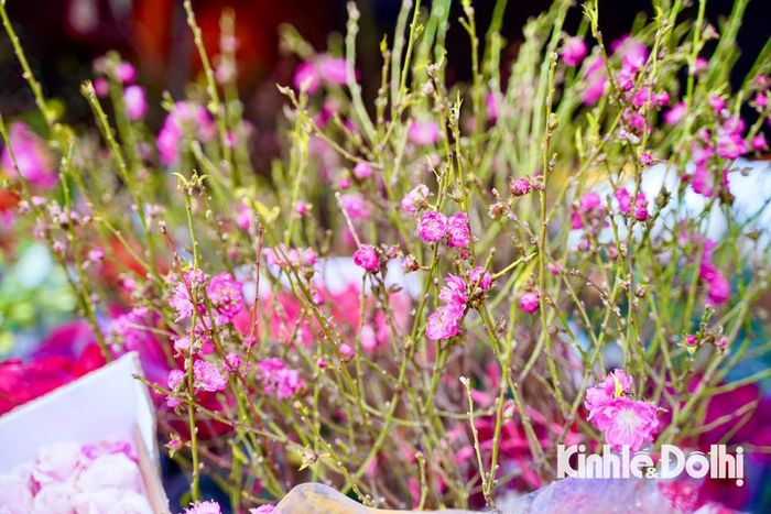 Những cành đào bán tại chợ Quảng An đa phần được nhập từ làng hoa đào Nhật Tân có màu sắc rất đậm, thu hút nhiều người chơi đào Tết.
