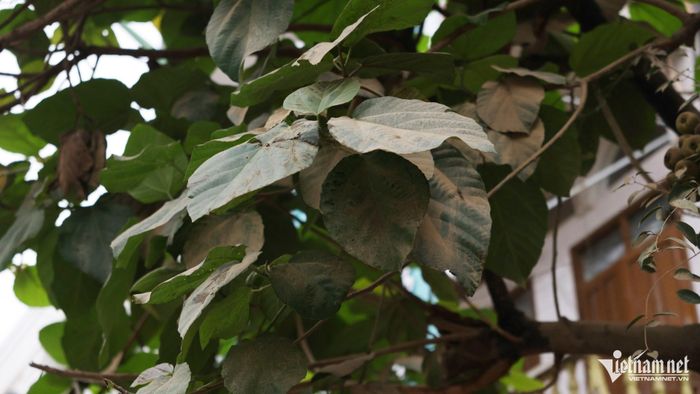 Các lá cây tại đây phủ kín bụi. Ảnh: Đức Hoàng