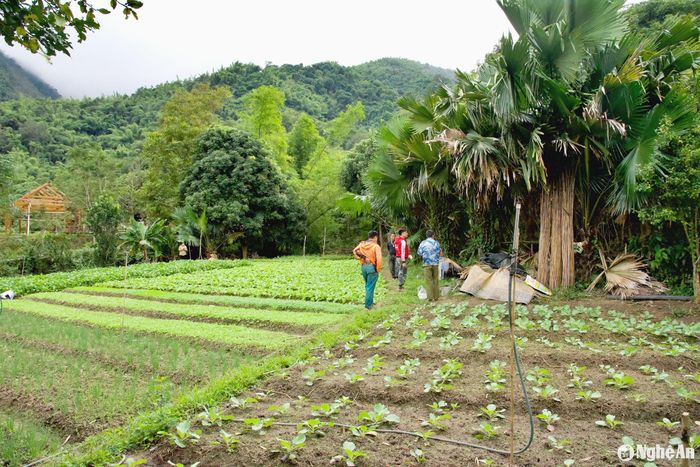 Theo ông Vi Văn Mằn - Chủ tịch UBND xã Tà Cạ, năm 2024, người dân trồng mía, trồng rau sạch, chăn nuôi trâu bò, cá, lợn đã mang lại giá trị nông, lâm, thủy sản của xã đạt hơn 14 tỷ đồng. Ngoài ra, người dân Tà Cạ còn tìm tòi phát triển các mô hình kinh tế mới như mô hình farmstay du lịch cộng đồng của Hợp tác xã dịch vụ nông nghiệp Pu Nghiêng, các mô hình dịch vụ ẩm thực chế biến các món ăn truyền thống của đồng bào Thái, Khơ Mú…, ngày càng thúc đẩy sự tự giác, năng động trong lao động sản xuất của người dân. Ảnh: Hoài Thu