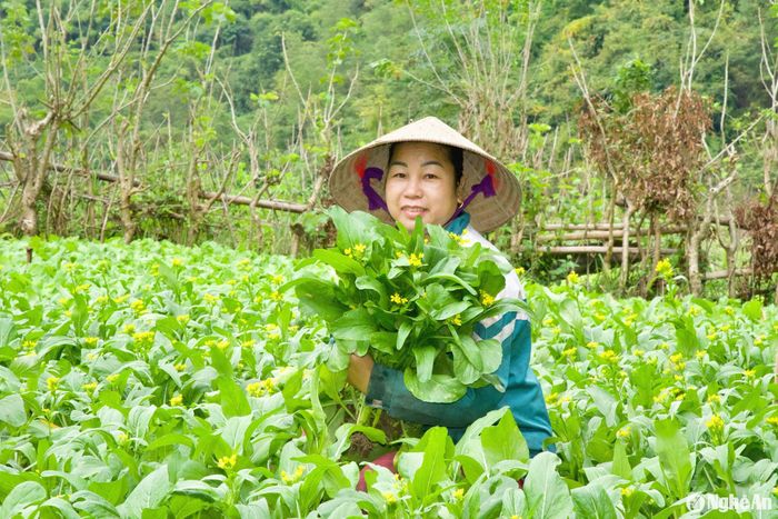 Nhờ đó, nhiều hộ gia đình có thu nhập cao từ chăm chỉ lao động trồng rau sạch tại bản. Ảnh: Hoài Thu