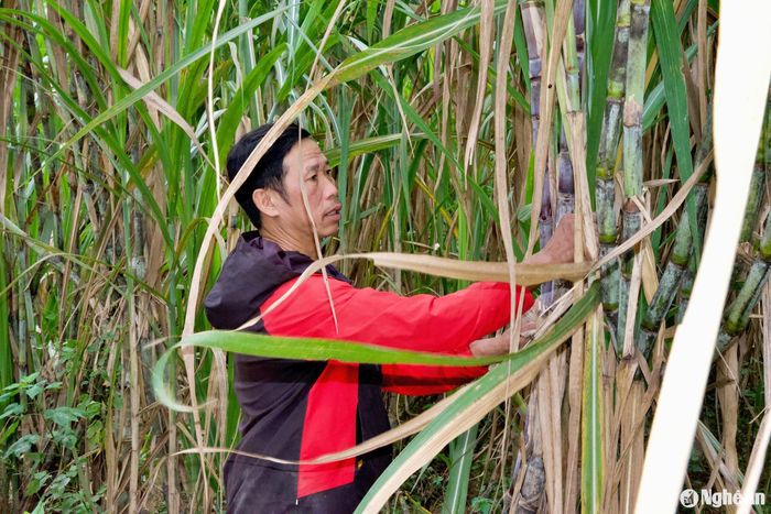 Đây là lần đầu tiên ông La Tuấn Ba trồng mía trên đỉnh núi, ngay trong gia trại của gia đình tại bản Hòa Sơn. Từ dăm bụi mía ban đầu, nhận thấy cây phát triển tốt và cho chất lượng đường ngọt, đầu năm 2024, ông nhân rộng diện tích hơn nửa vùng gia trại. Ảnh: Hoài Thu