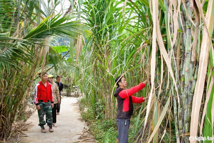 Người dân bản Hòa Sơn ngoài trồng các loại rau, củ, quả truyền thống của địa phương như rau cải đắng, rau cải bẹ, các loại dưa chuột, đậu... thì còn tìm tòi trồng các giống cây mới chưa được trồng tại bản. Ví như hộ ông La Tuấn Ba hơn 1 năm nay thử nghiệm trồng mía. Chỉ sau hơn nửa năm, cây mía trên đỉnh núi của gia đình ông Ba đã cao lớn quá đầu người, thân cây mập mạp. Ảnh: Hoài Thu