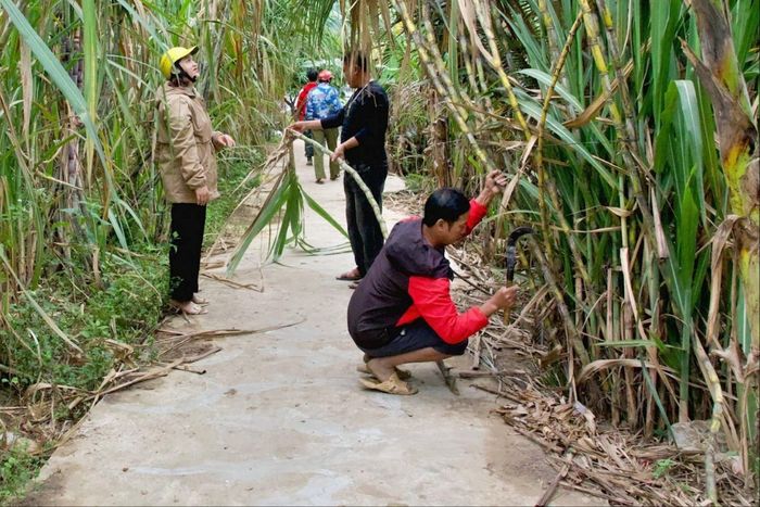 Ông La Tuấn Ba chặt mía bán cho người dân địa phương đến mua tận vườn. Ông La Tuấn Ba cho biết, ông dùng phân bón hữu cơ được ủ từ nguồn phế thải của vật nuôi ủ hoai mục, dùng nguồn nước tự nhiên từ khe Huồi Giảng chảy từ núi cao để tưới cho vườn mía. Ảnh: Hoài Thu