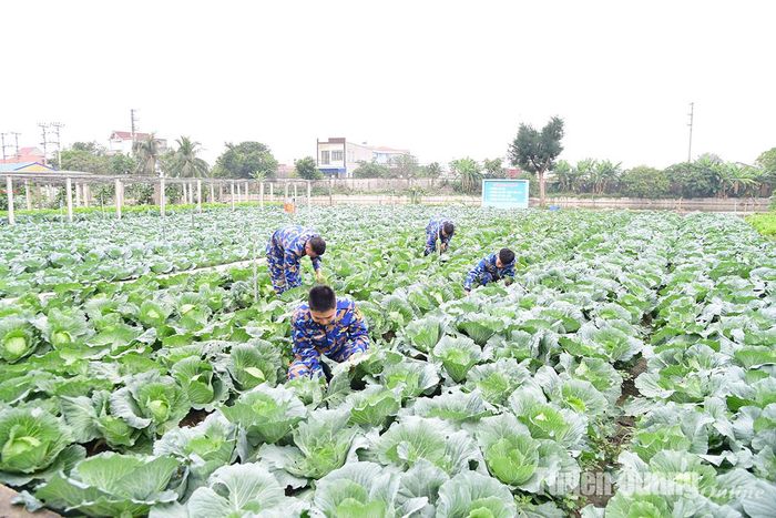 Vườn rau 4 không tại Lữ đoàn 679.