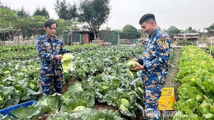 Chiến sỹ thu hoạch rau xanh cung cấp cho nhà bếp.