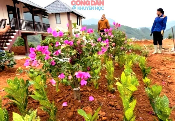 Những cây hoa bản địa đang bén rễ, bật mầm, bung hoa chờ đón người dân vào Làng Nủ mới. Ảnh: Quốc Hồng