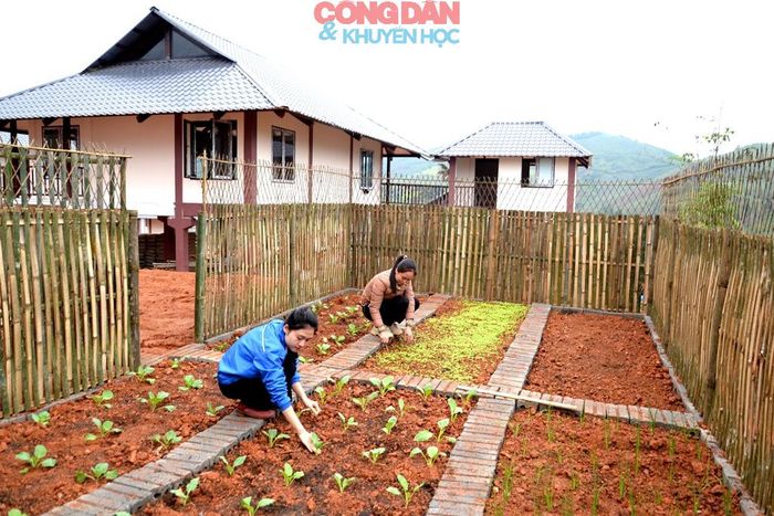 Rau đã lên xanh trong những khu vườn. Ảnh: Quốc Hồng