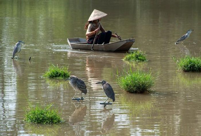 Vạc xám và vạc nâu bị trói chân làm “chim mồi” trên một đầm nước ven sông Lạch Tray, thuộc quận Dương Kinh, Hải Phòng
