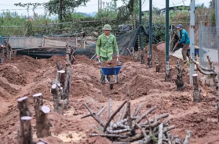 Người dân làng đào Nhật Tân nỗ lực khôi phục lại diện tích trồng đào để sẵn sàng cho vụ Tết năm sau