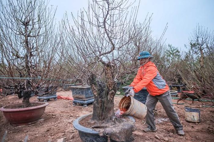Người dân làng đào Nhật Tân tích cực chăm sóc, đảm bảo cây có bộ rễ khỏe, ra hoa đúng đợt Tết 2025