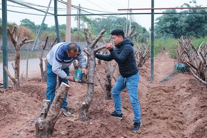 Người dân làng đào Nhật Tân đang nỗ lực khôi phục lại diện tích trồng đào để sẵn sàng phục vụ Tết 2025