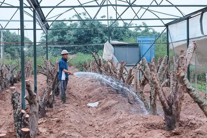 Người dân làng đào Nhật Tân chăm sóc các gốc đào mới trồng trên diện tích bị ngập nặng đợt mưa bão số 3