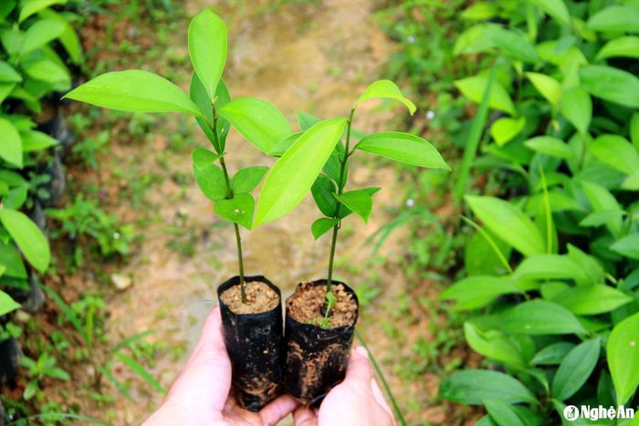 Giống cây quế Quỳ được ươm ngay trên địa bàn huyện Quế Phong. Ảnh: Quang An
