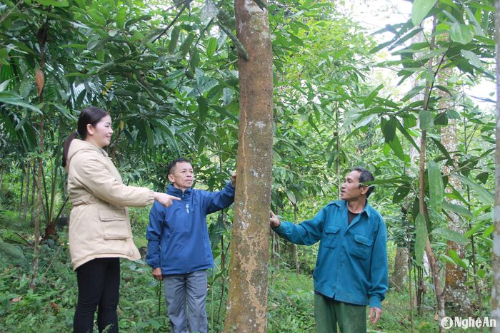 Cây quế Quỳ nhiều năm tuổi ở xã Hạnh Dịch. Ảnh: Quang An