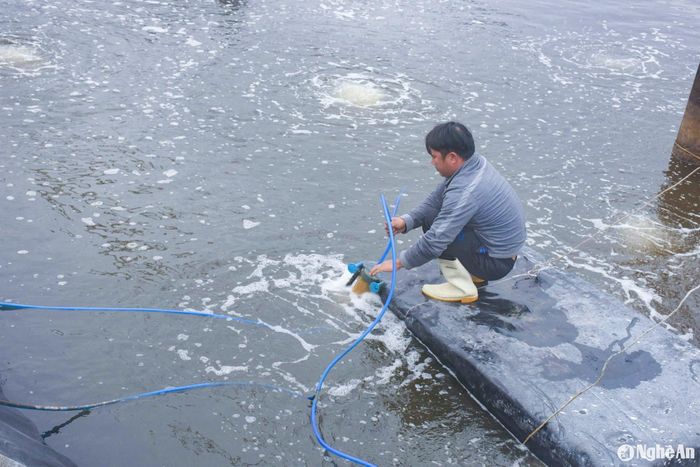 Đồng thời, duy trì các hệ thống sục khí nhẹ ở đáy ao, nhằm tăng cường lưu lượng nước tuần hoàn đều trong ao. Ảnh: T.P