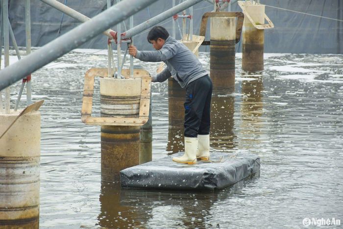 Thả phao kiểm tra nhiệt độ nước ở đáy ao để điều chỉnh máy sục khí. Ảnh: T.P