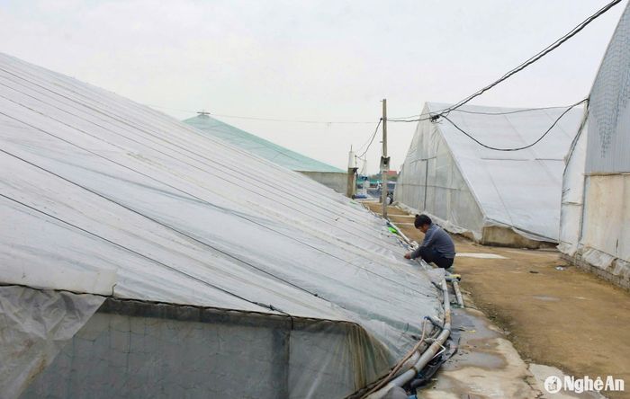 Trời trở lạnh, các ao nuôi được che bằng bạt, lưới, ni-lông kín gió, đảm bảo nhiệt độ bên trong trên 23 độ C. Ảnh: T.P