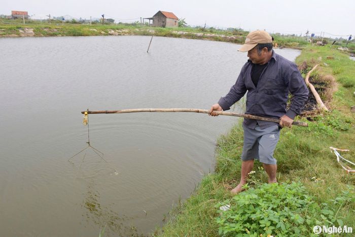 Hiện nay, giá tôm thương phẩm đang neo ở mức cao 150.000 đồng/kg (loại 70 con) và dự kiến sẽ tăng thêm vào dịp Tết. Người nuôi tôm ở các huyện Diễn Châu, Quỳnh Lưu, thị xã Hoàng Mai bám đầm, thường xuyên kiểm tra ao nuôi, sự sinh trưởng của tôm để có những giải pháp phù hợp, hạn chế thấp nhất thiệt hại do rét hại, rét đậm gây ra. Ảnh: T.P