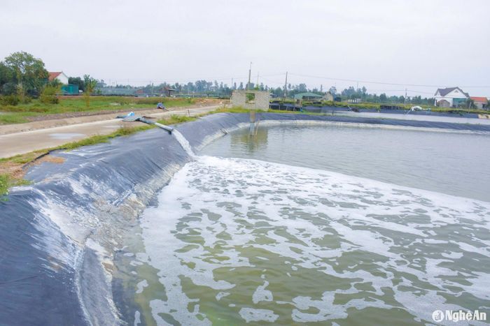 Thường xuyên bổ sung thêm nước cũng là cách để chống rét cho tôm. Ảnh: T.P